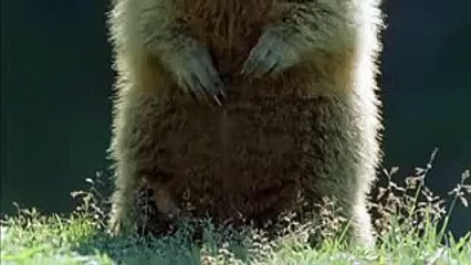 ALAN ALAN - Humorous Animal Moments