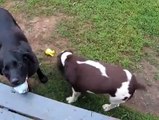 Blind Dog Plays Fetch, truly Amazing!