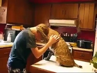 Bobcat Cuddles!