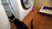 Cats and washing machines. Funny cats watching the work of washing machines