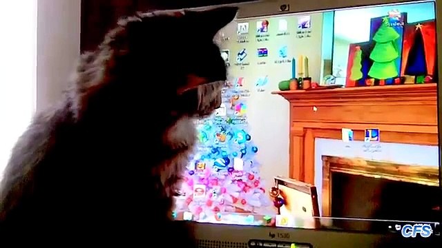 Cats catch mouse. Funny cats hunt cursor