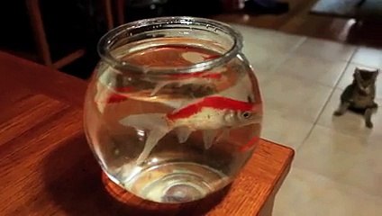 Jedi Kitten - The Force Awakens