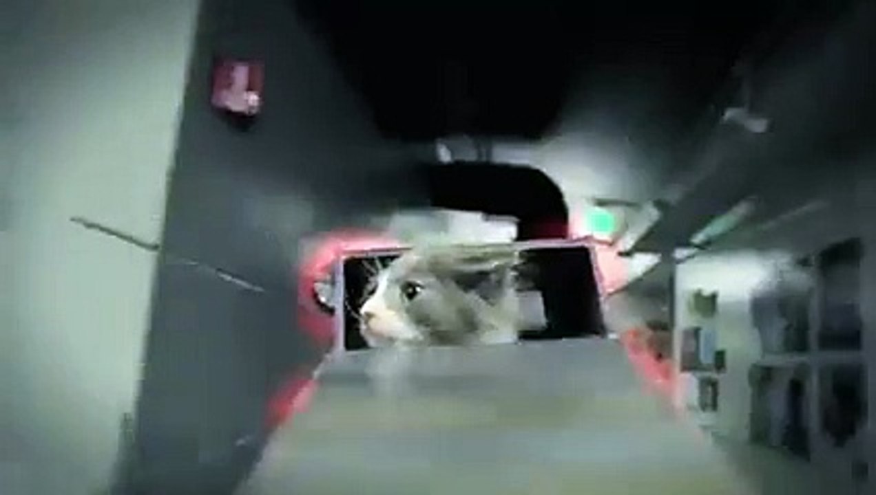 Jedi Kittens Strike Back