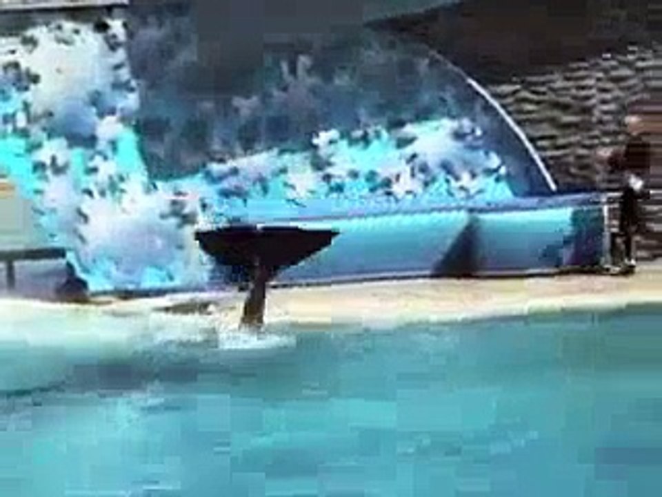 The Great Dolphin Show