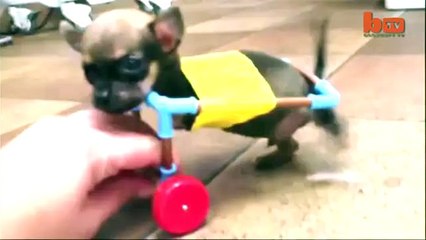 Turbo-Roo Cute Two-Legged Chihuahua Given Wheels To Move Independently-copypasteads.com