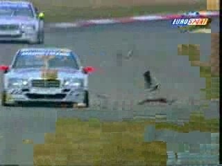 rabbit gets hit by nascar