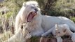 Wild Animals White Lions Roar | Wildlife Documentary