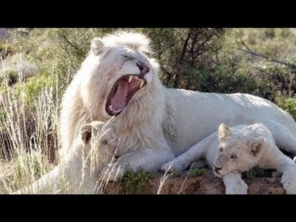Wild Animals White Lions Roar | Wildlife Documentary