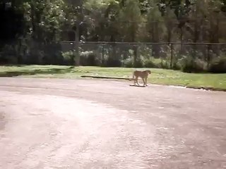 African Lion Safari - Cheetah with FlyABS.com