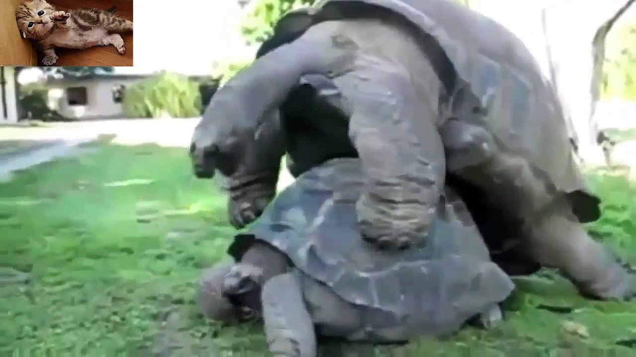 Hot animal mating crazy videos funny video 2015 Part2