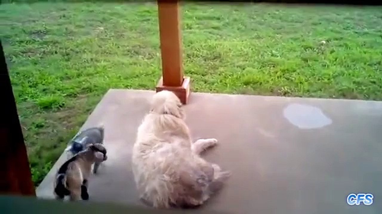 _Cute Baby Goats Compilation_ __ CFS
