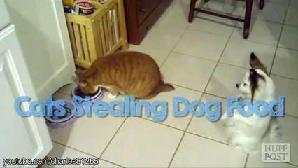 Mèo bá đạo cướp miếng ăn của chó