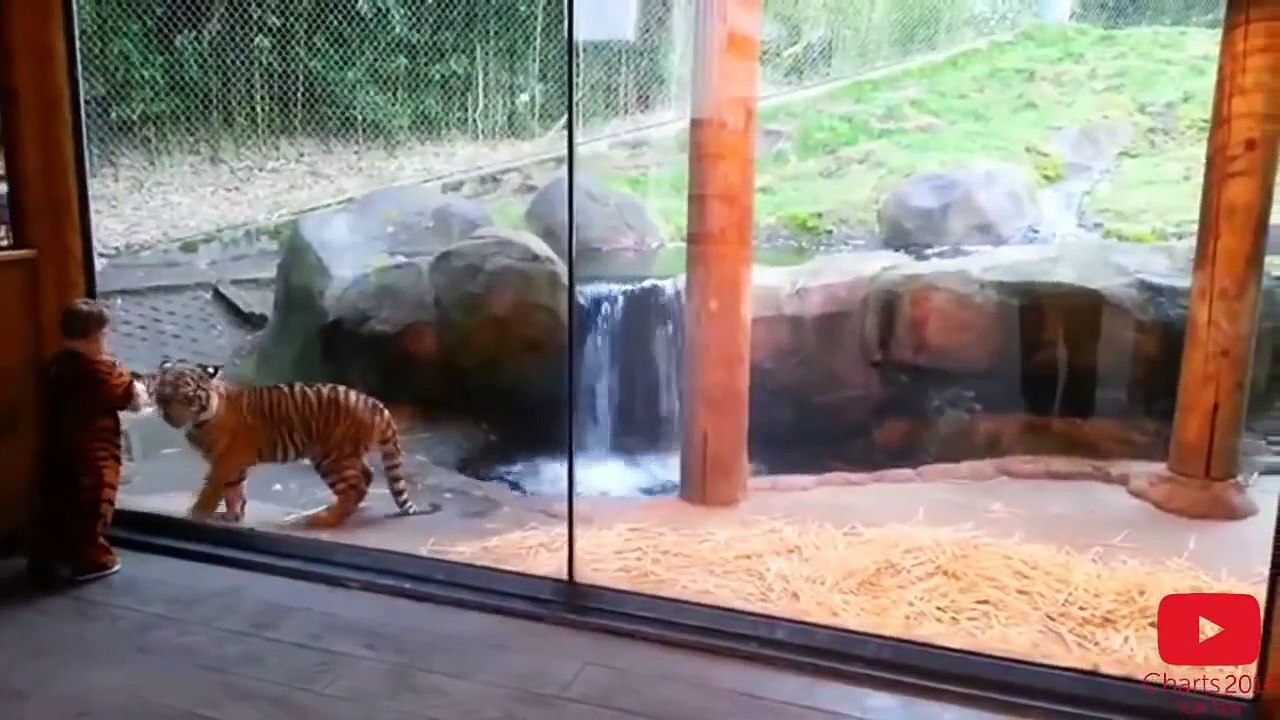 Kids At The Zoo_ Compilation(1)