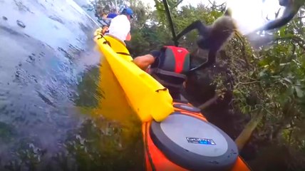 Maymunlar Kanocunun Çantasını Çalmaya Çalıştı