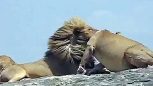 Lion Mating - Lions Having Love Like Humans - video dailymotion