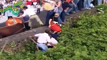 Funny Animals Videos about the Gaur crazy, Best Funny Videos 2015 (P2)