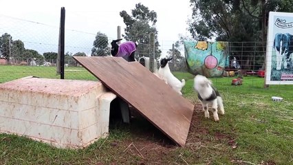 Sliding Goats