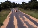 Lions Mating 3 Times Within 7 Minutes in Kruger National Park