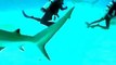 Buzz : Un plongeur évite l accident de justesse avec un magnifique Requin Tigre