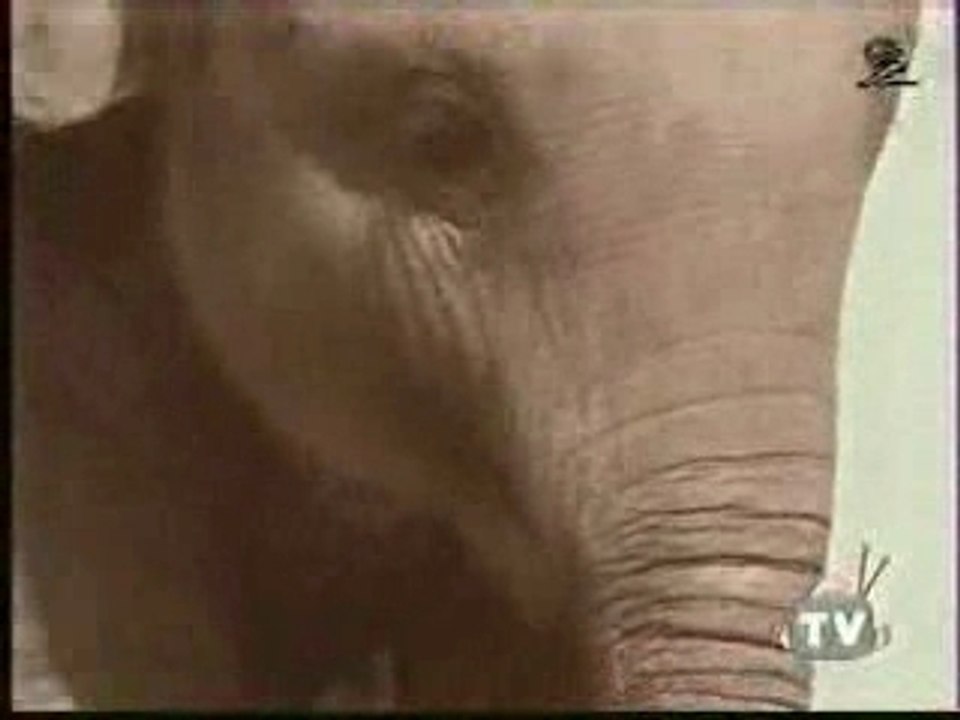 okkio ke gli elefanti hanno lunga memori