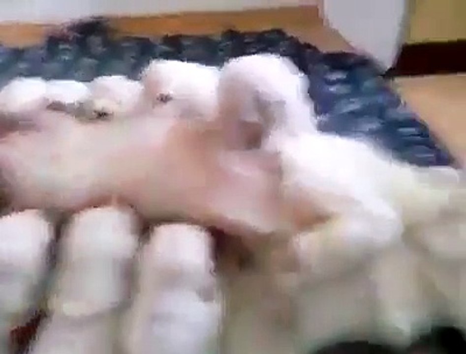 Puppy s dinner time amazing