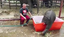 Oh, joy! Oh, happiness! Cute baby elephant taking a bath in his tub