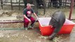 Oh, joy! Oh, happiness! Cute baby elephant taking a bath in his tub