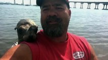 Seal Jumps On Guys Boat And Makes A Friend