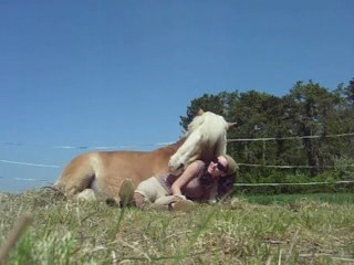 Haflinger Calin!