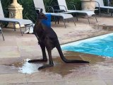 Kangaroo goes for a dip in family pool and nearly drowns