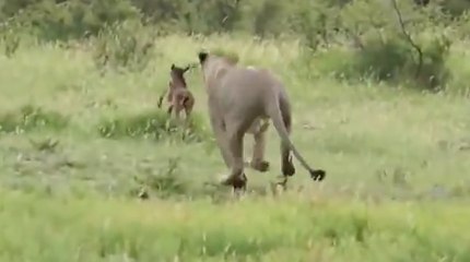 Un lion sauve un bébé gnou