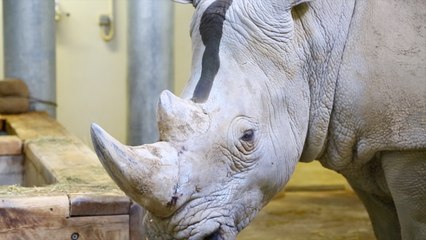 Les trois bizarreries... du rhinocéros !