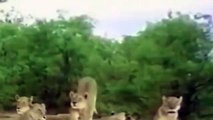 Lioness Rules Works! Best Lions Documentary Ever