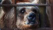 Жестокое обращение с животными в Украине. Ужасное торговля медведями / Турист выложил кадры в ютуб и спас медвежонка