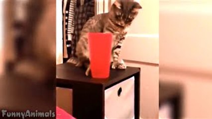Cats Being Jerks Video Compilation || FailArmy