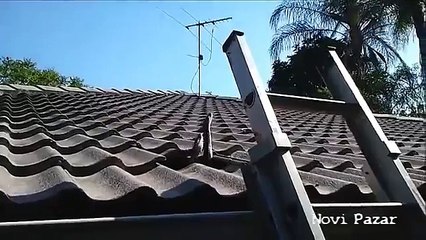 Snake mating on roof