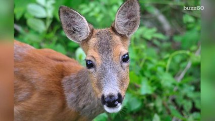 Injured deer walks into emergency room after being struck by a car