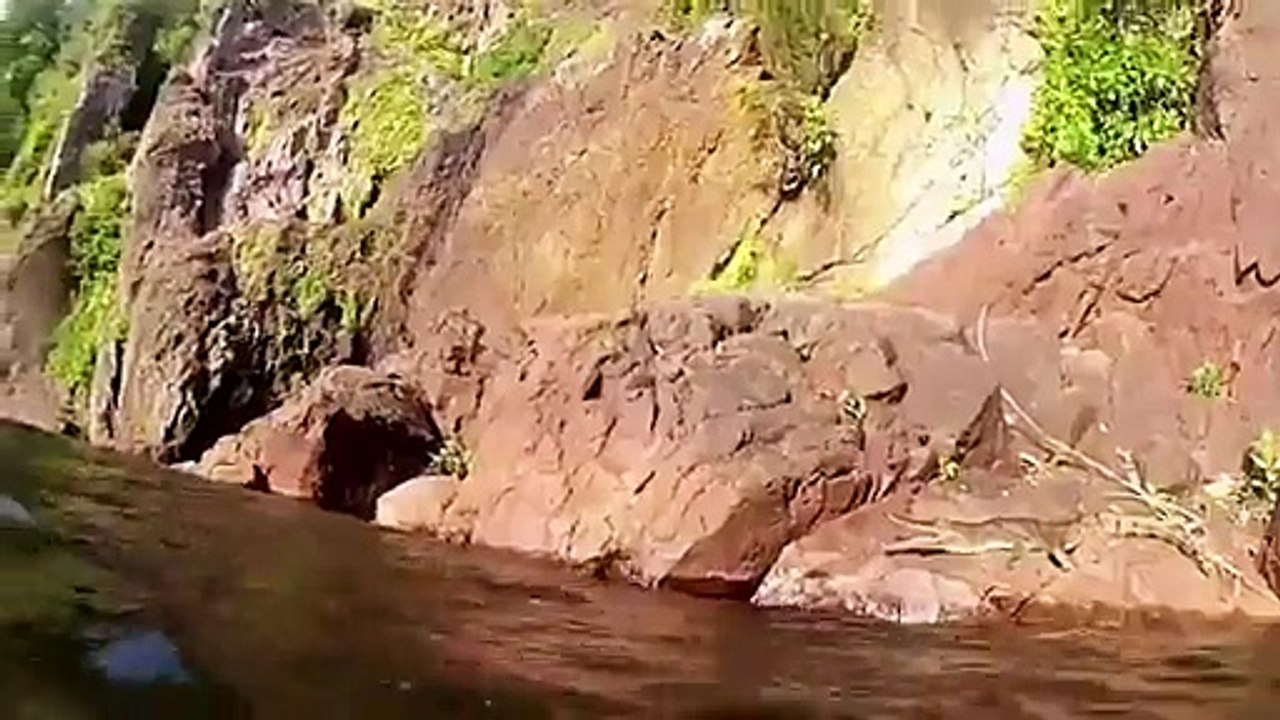 Alligator Jumps Onto Swimmer  Gator Attack