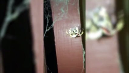 Australian Spider Encounter  Kill It With Fire
