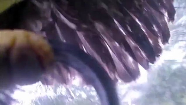 Bald Eagle Steals GoPro Bird Selfie