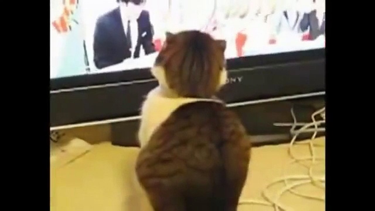 funny cats