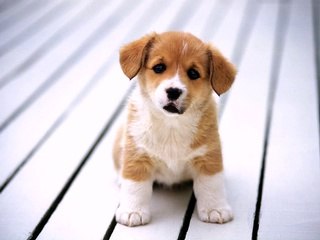 Funny talking dog, feed me the best pet food, made with Craz