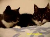 Two Cats Talking (with translation)