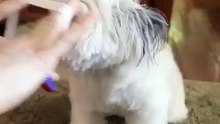 A beautiful puppy