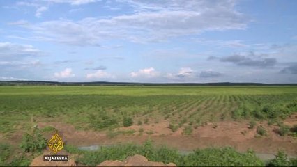 Protecting Mexico's native bee population