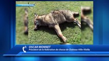 D!CI TV  : Un loup tué lors d'une battue aux sangliers à Château-Ville-Vieille, la réaction de la fédération de cha