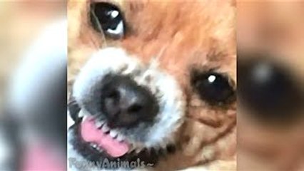 Funniest Pet and Animal VINES COMPILATION 2015