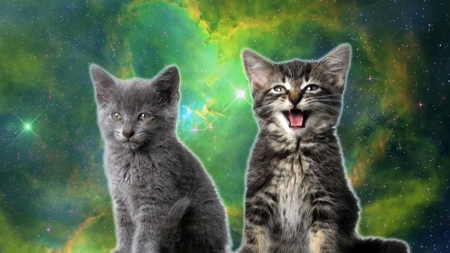 Des chats qui chantent dans l'espace... WTF?????