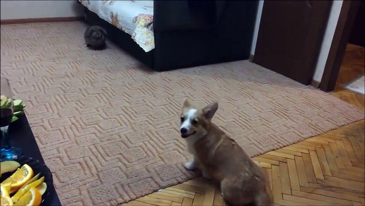 Un petit chien effrayé par un lapin se fait pipi dessus