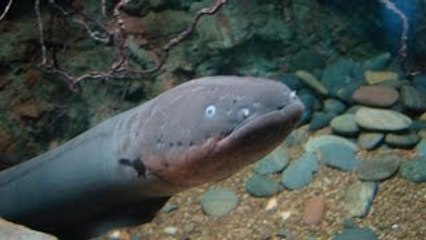 Desafios mortais- Enguia elétrica gigante